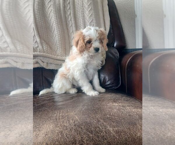 Medium Photo #1 Cavapoo Puppy For Sale in NILES, MI, USA