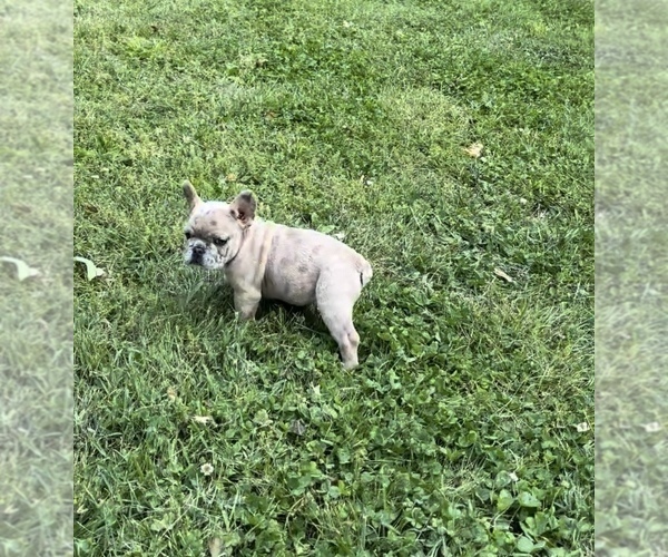 Medium Photo #12 French Bulldog Puppy For Sale in BLOOMINGTON, IN, USA