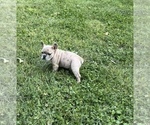 Small Photo #12 French Bulldog Puppy For Sale in BLOOMINGTON, IN, USA