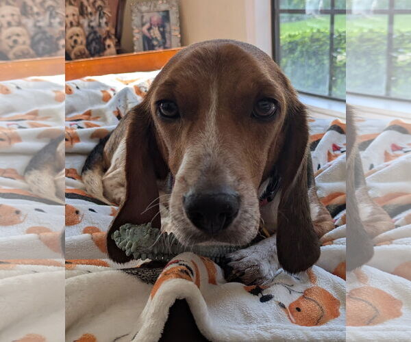 Medium Photo #2 Beagle Puppy For Sale in Dunnellon, FL, USA