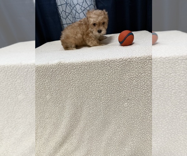 Medium Photo #1 Yorkshire Terrier Puppy For Sale in BENSON, NC, USA