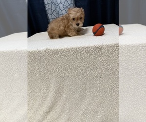 Yorkshire Terrier Puppy for sale in BENSON, NC, USA