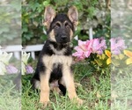 Small Photo #8 German Shepherd Dog Puppy For Sale in MIAMI, FL, USA