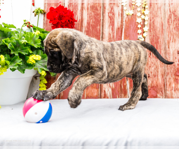 Medium Photo #11 Mastiff Puppy For Sale in WAKARUSA, IN, USA