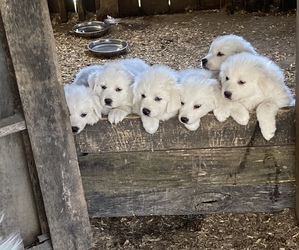 Great Pyrenees Puppy for sale in WHITE BLUFF, TN, USA