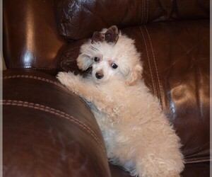 Poodle (Toy) Puppy for sale in BARNESVILLE, KS, USA