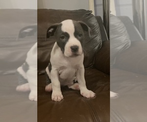 American Pit Bull Terrier Puppy for sale in FALL RIVER, MA, USA