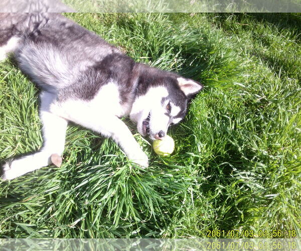 Medium Photo #4 Alusky Puppy For Sale in Pacific grove , CA, USA