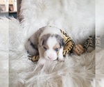 Small #25 Australian Shepherd