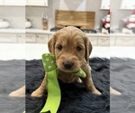Small #6 Goldendoodle (Miniature)