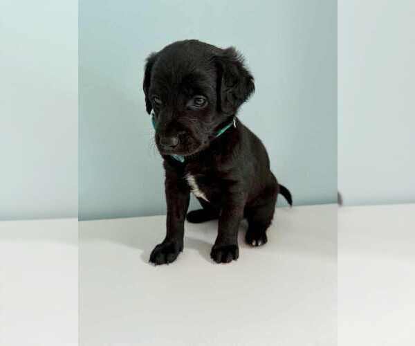 Medium Photo #43 Aussiedoodle-Labradoodle Mix Puppy For Sale in BRYANTOWN, MD, USA