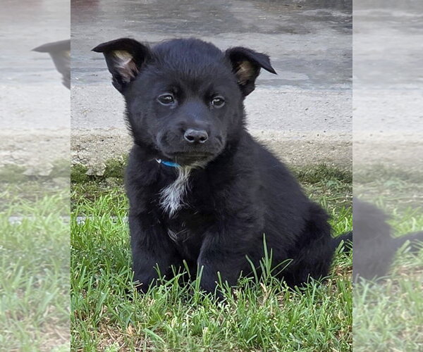 Medium Photo #3 Mutt Puppy For Sale in Corona, CA, USA