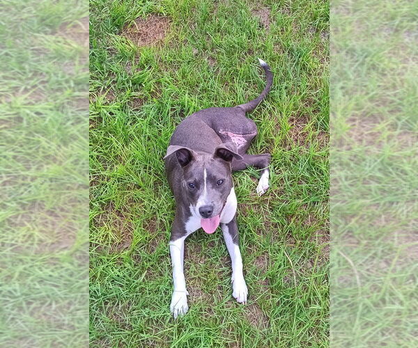 Medium Photo #4 Mutt Puppy For Sale in oakland, FL, USA