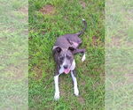 Small #3 Mutt