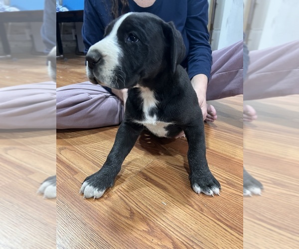 Medium Photo #3 Great Dane Puppy For Sale in MAYSVILLE, KY, USA