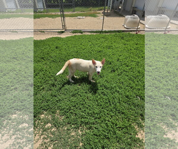 Medium Photo #2 Siberian Husky-Unknown Mix Puppy For Sale in Maquoketa, IA, USA
