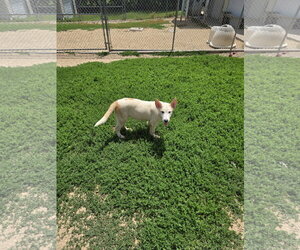 Big Boy - Male Siberian Husky-Unknown Mix Dog for Adoption - Photo #2