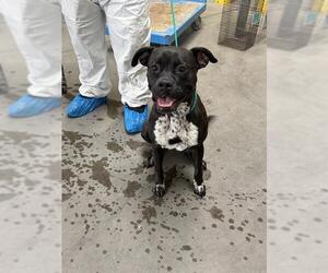 Boxer-Unknown Mix Dogs for adoption in Las Vegas, NV, USA