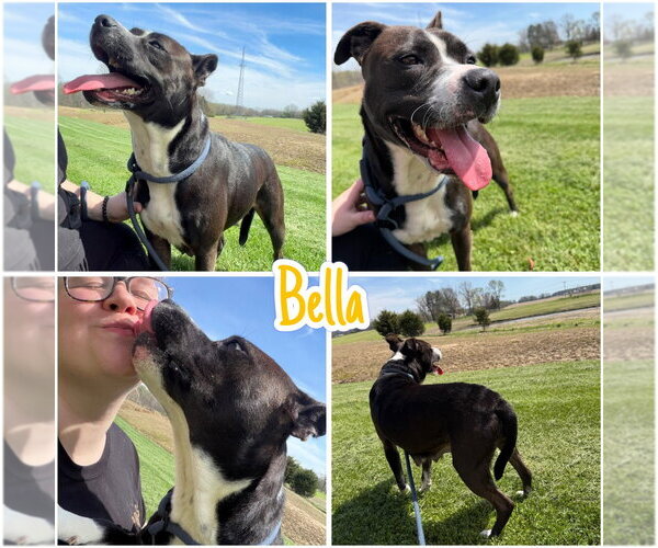 Medium Photo #1 American Staffordshire Terrier-Boxer Mix Puppy For Sale in Pierceton , IN, USA