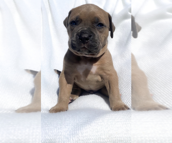 Medium Photo #2 American Bully-Cane Corso Mix Puppy For Sale in RUSKIN, FL, USA