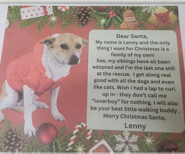 Medium Photo #2 Chihuahua-Unknown Mix Puppy For Sale in Lindsay, CA, USA