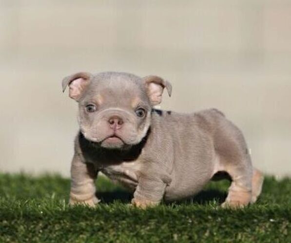 Medium Photo #1 English Bulldog Puppy For Sale in LAS VEGAS, NV, USA