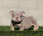 SELENA - Female English Bulldog Puppy for Sale - Small photo