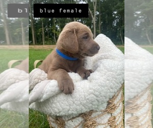 Labrador Retriever Dog for Adoption in CROTHERSVILLE, Indiana USA