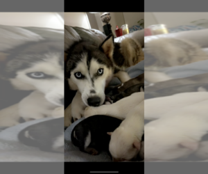 Mother of the Siberian Husky puppies born on 07/27/2022