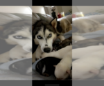 Small Photo #1 Siberian Husky Puppy For Sale in MARYVILLE, TN, USA