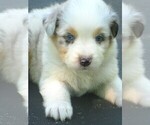 Small Photo #3 Australian Shepherd Puppy For Sale in WILSON, NY, USA