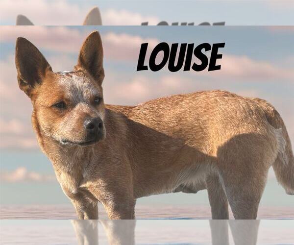 Medium Photo #1 Mutt Puppy For Sale in Highland, IL, USA