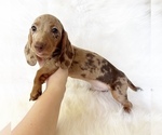 Small #6 Dachshund