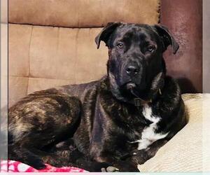 Plott Hound-Unknown Mix Dogs for adoption in San Antonio, TX, USA