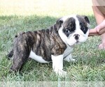 Small Photo #15 English Bulldog Puppy For Sale in HEFLIN, LA, USA