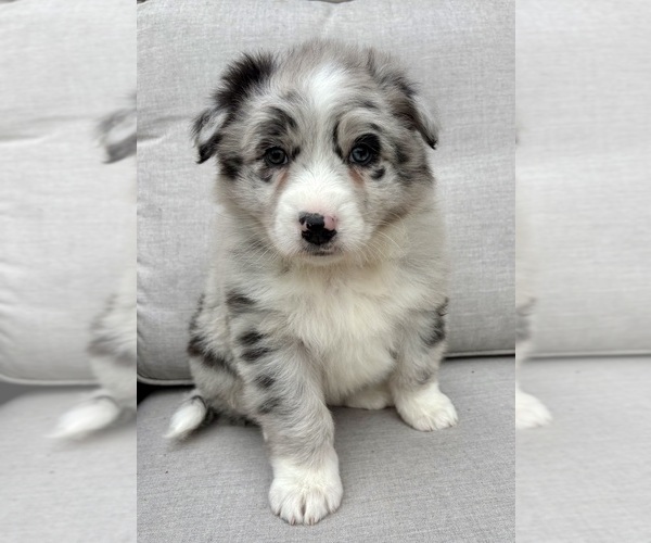 Medium Photo #4 Australian Shepherd Puppy For Sale in FAIR HAVEN, MI, USA