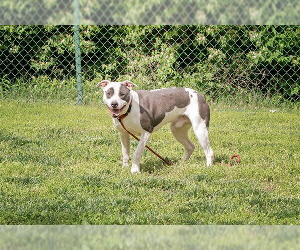 Medium Photo #2 Mutt Puppy For Sale in Belleville, IL, USA