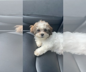 Zuchon Puppy for sale in ORLANDO, FL, USA