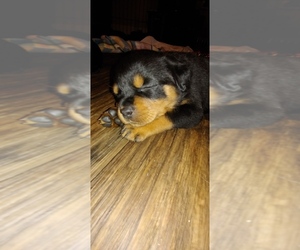 Rottweiler Puppy for sale in CRKD RVR RNCH, OR, USA