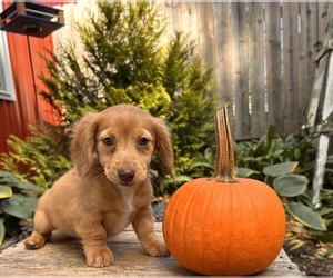 Dachshund Puppy for sale in MIDDLEBURY, IN, USA