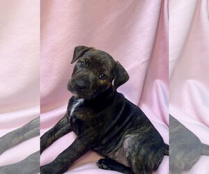 American Pit Bull Terrier-Unknown Mix Dogs for adoption in Hillsboro, MO, USA