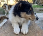 Small #1 Collie