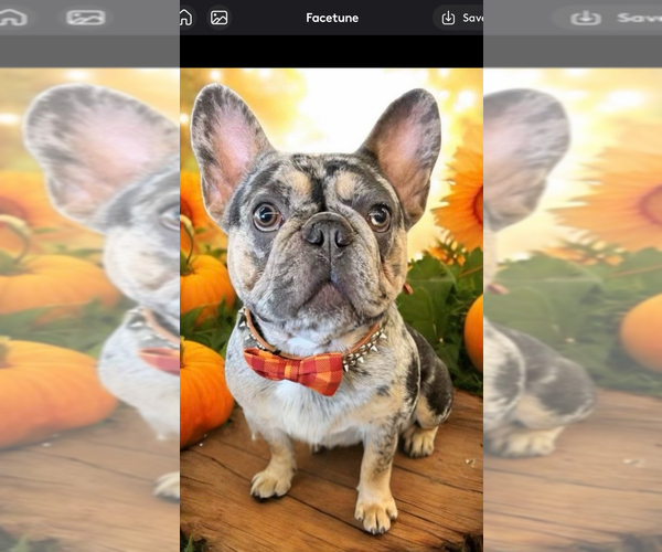 Medium Photo #19 French Bulldog Puppy For Sale in MILLVILLE, MN, USA