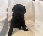 Puppy Purple Schnoodle (Giant)