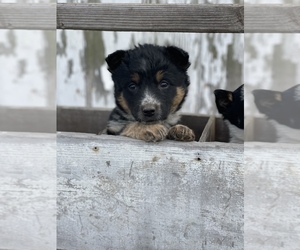 Australian Cattle Dog-Border Collie Mix Puppy for sale in CENTRALIA, IL, USA