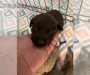 Labrador Retriever Puppy for Sale in OSYKA, Mississippi USA