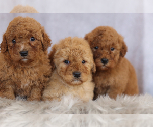 Goldendoodle (Miniature) Puppy for sale in ITASCA, TX, USA