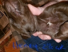Small #4 German Shorthaired Pointer-Golden Labrador Mix
