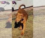 Small #5 American Pit Bull Terrier-Labrador Retriever Mix