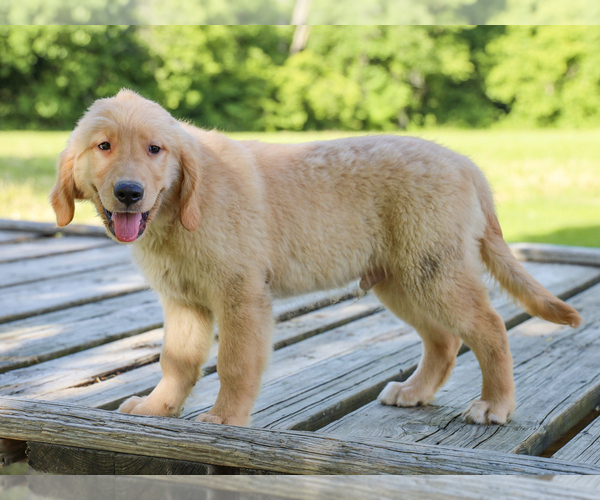 Medium Photo #3 Golden Retriever Puppy For Sale in LIBERTY, KY, USA